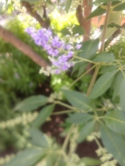 Vitex agnus-castus