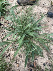 Urochloa texana