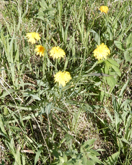 Nothocalais cuspidata