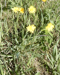 Nothocalais cuspidata