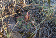 Thelocactus hexaedrophorus