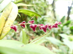 Stelis argentata
