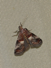 Acrobasis marmorea