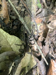 Ancylometes bogotensis