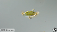 Caloneis amphisbaena