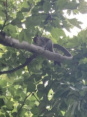 Sciurus carolinensis