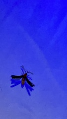 Pterotus obscuripennis