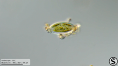 Caloneis amphisbaena