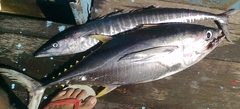 Thunnus