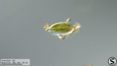 Caloneis amphisbaena