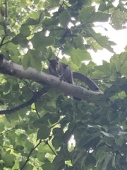 Sciurus carolinensis