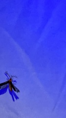 Pterotus obscuripennis