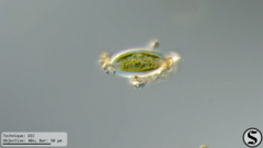 Caloneis amphisbaena