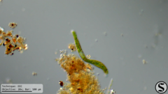 Euglena ehrenbergii
