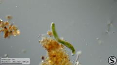 Euglena ehrenbergii
