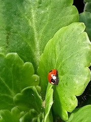 Adalia bipunctata