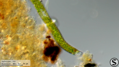 Euglena ehrenbergii