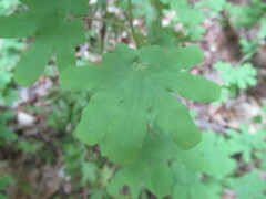 Lygodium palmatum image
