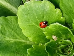 Adalia bipunctata
