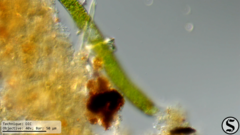 Euglena ehrenbergii