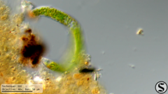 Euglena ehrenbergii