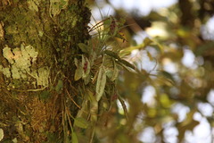 Acianthera pubescens