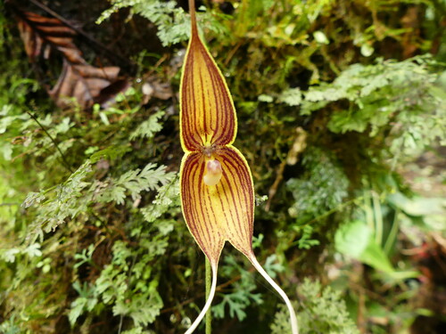 Dracula dodsonii (Luer) Luer 4