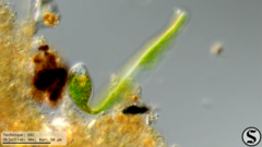 Euglena ehrenbergii