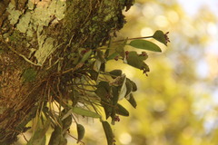 Acianthera pubescens