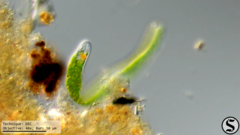Euglena ehrenbergii