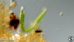Euglena ehrenbergii