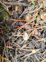 Strobilurus occidentalis