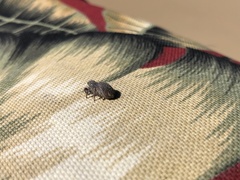 Habronattus hirsutus