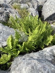 Dryopteris oreades