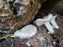 Clitocybe albirhiza