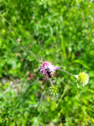 Large Scabious Mining Bee, Nijmegen, NL-GE, NL, photo 10 of 10