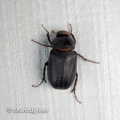 Apogonia cribricollis