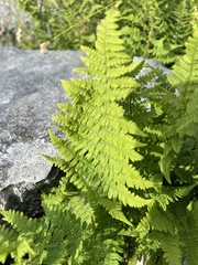 Dryopteris oreades