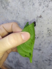 Plectonycha variegata