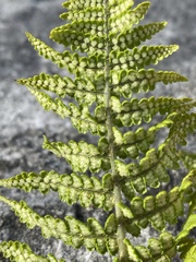 Dryopteris oreades