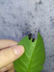 Plectonycha variegata