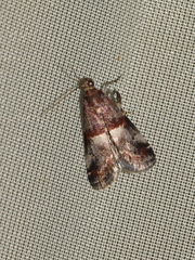 Acrobasis marmorea