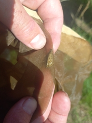 Heteropterus morpheus