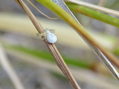 Thomisidae