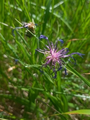 Centaurea triumfettii