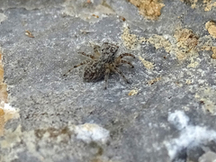 Salticidae