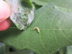 Choreutis nemorana