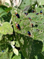 Asphaera abdominalis