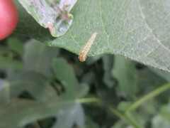 Choreutis nemorana