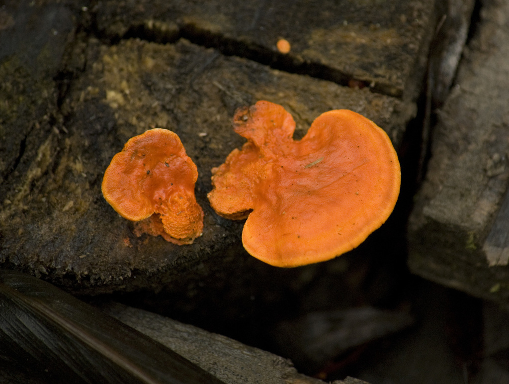 Trametes sanguinea · June 2015 · photo: © nicoolejnik (iNaturalist, cc-by)